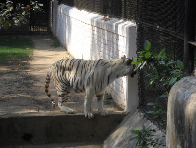 Tiger in Sanjay Gandhi Jaivik Udyan